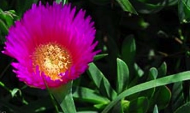 Cortijo de Suerte Alta